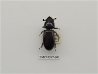 藏品(大黑豔蟲)的圖片